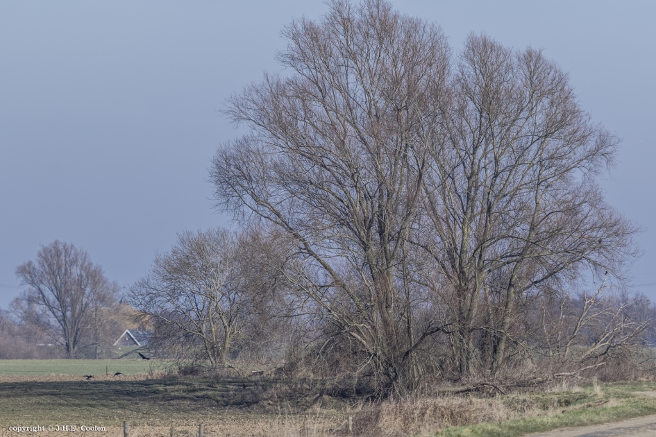 Kale bedoeling - Weer en landschap - 