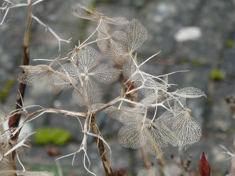 Kant - Planten - 