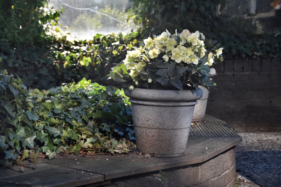 Kerstroos - Planten - 