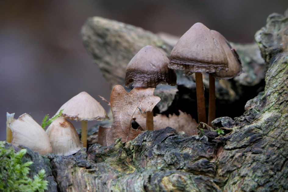Klein dorpje. - Schimmels - Bloedsteelmycena