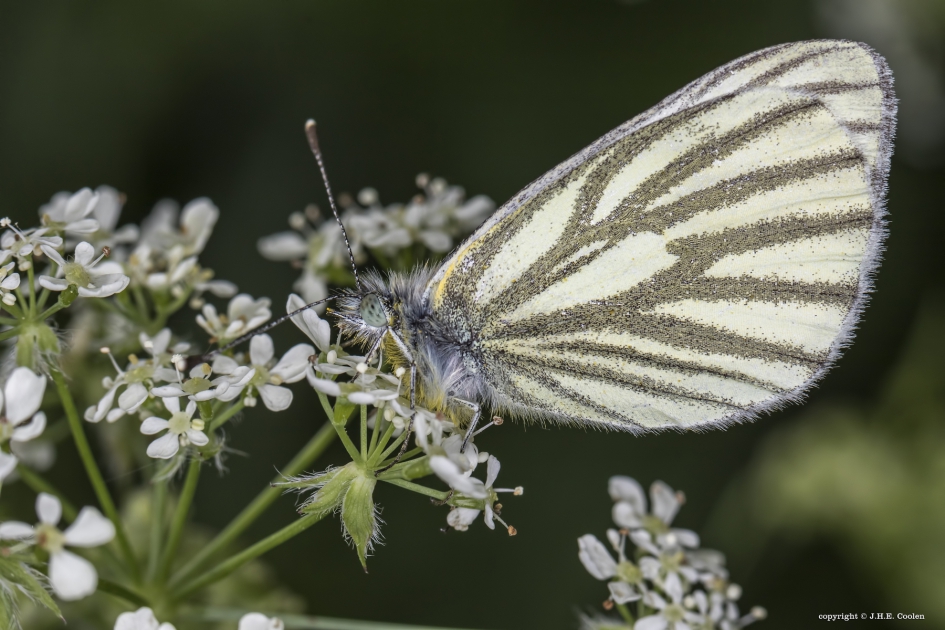 Klein geaderd witje - Geleedpotigen - Klein geaderd witje