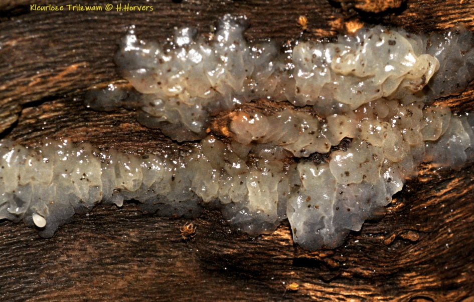 Kleurloze Trilzwam - Schimmels - Kleurloze Trilzwam