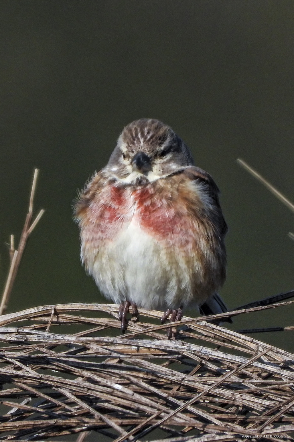 Kneu (Linaria cannabina) - Vogels - Kneu