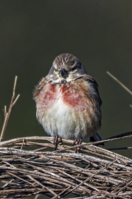 Kneu (Linaria cannabina)