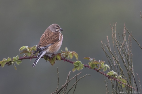 Kneu (Linaria cannabina)