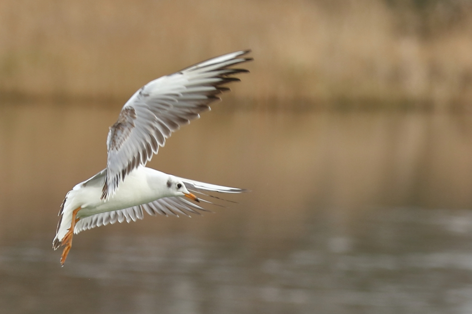 kokmeeuw - Vogels - kokmeeuw