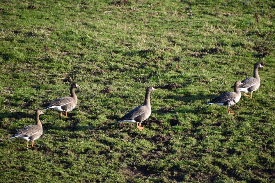 Kolganzen - Vogels - 