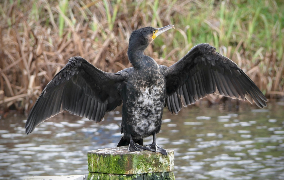 Kom maar op! - Vogels - Aalscholver