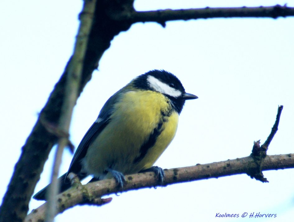 Koolmees - Vogels - Koolmees