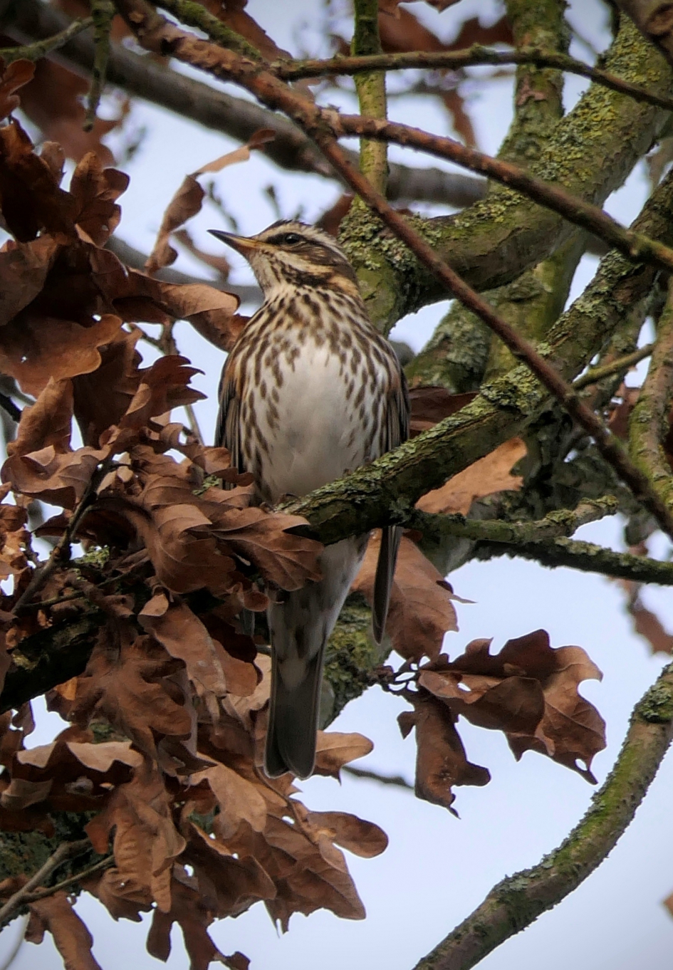 Koperwiek. - Vogels - Koperwiek