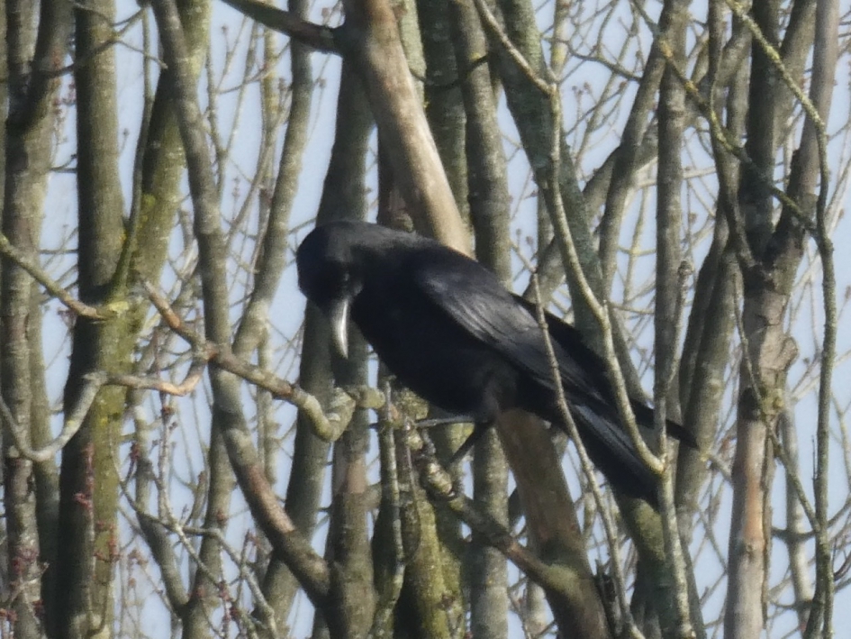 Kraai - Vogels - 