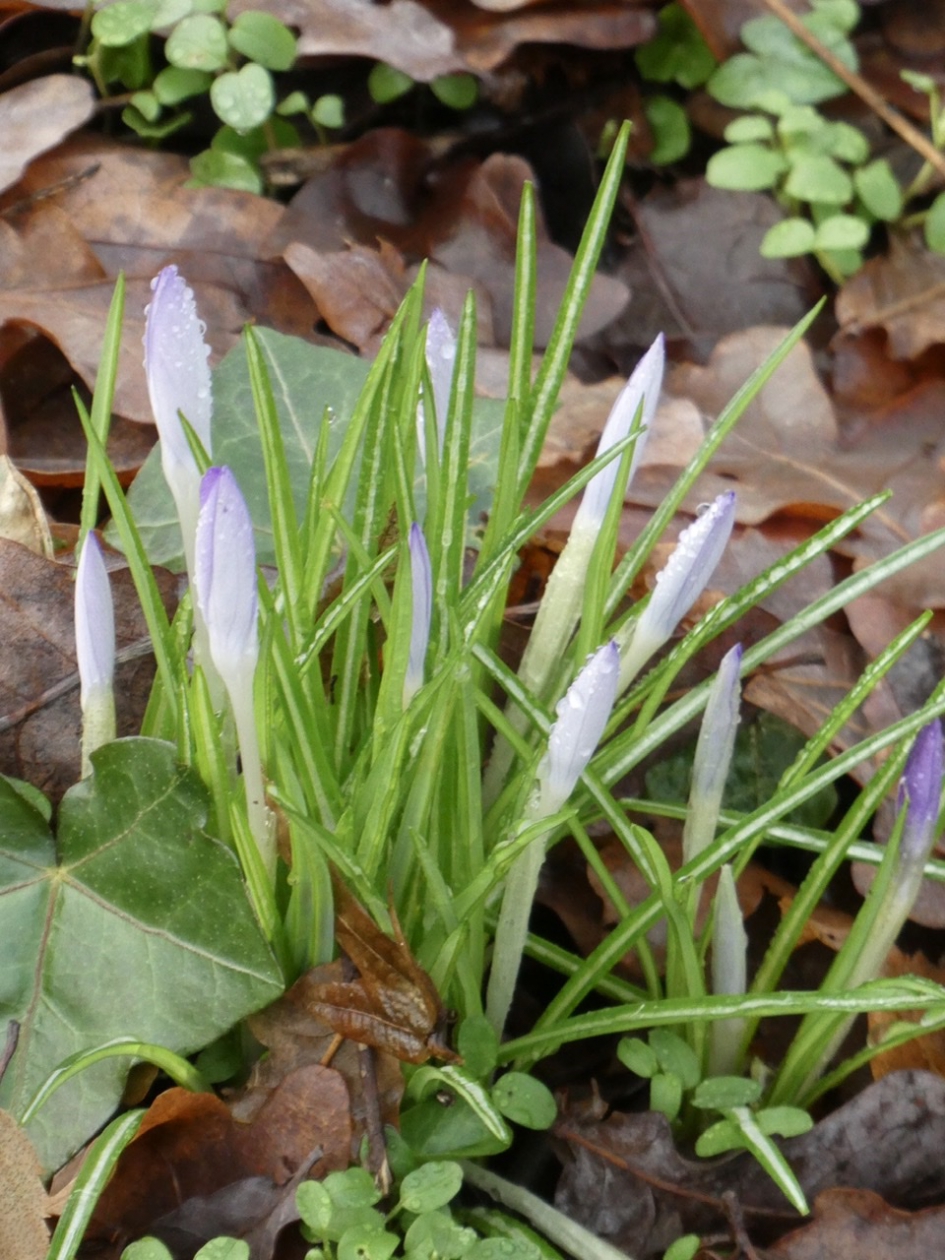 Krokussen - Planten - 