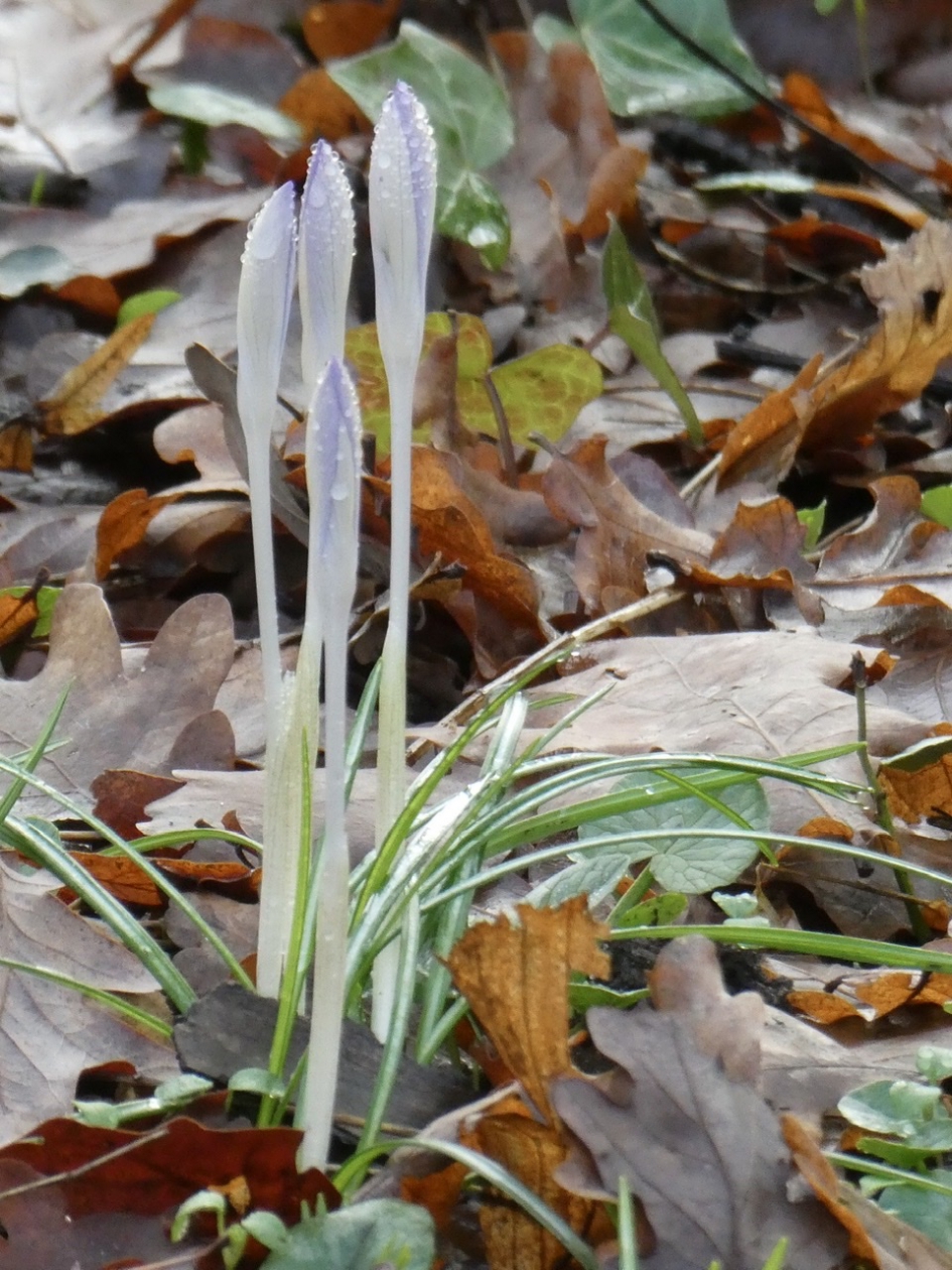 Krokussen - Planten - 