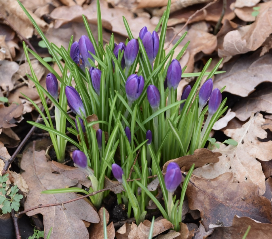 Krokussen - Planten - 