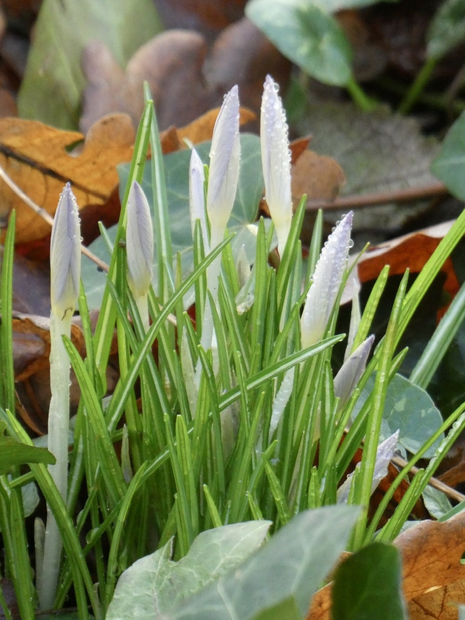 Krokussen, net boven de grond - Planten - 