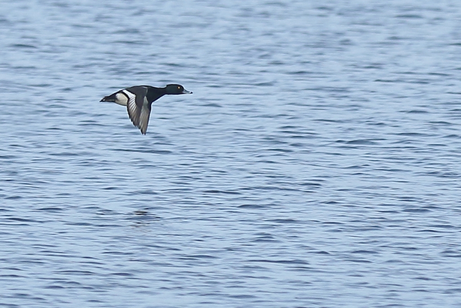 kuifeend -m- - Vogels - kuifeend -m-