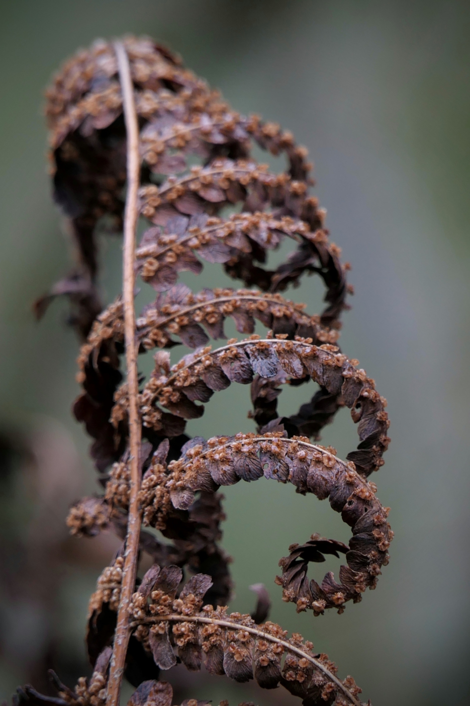 "Laddertje" - Planten - Varen