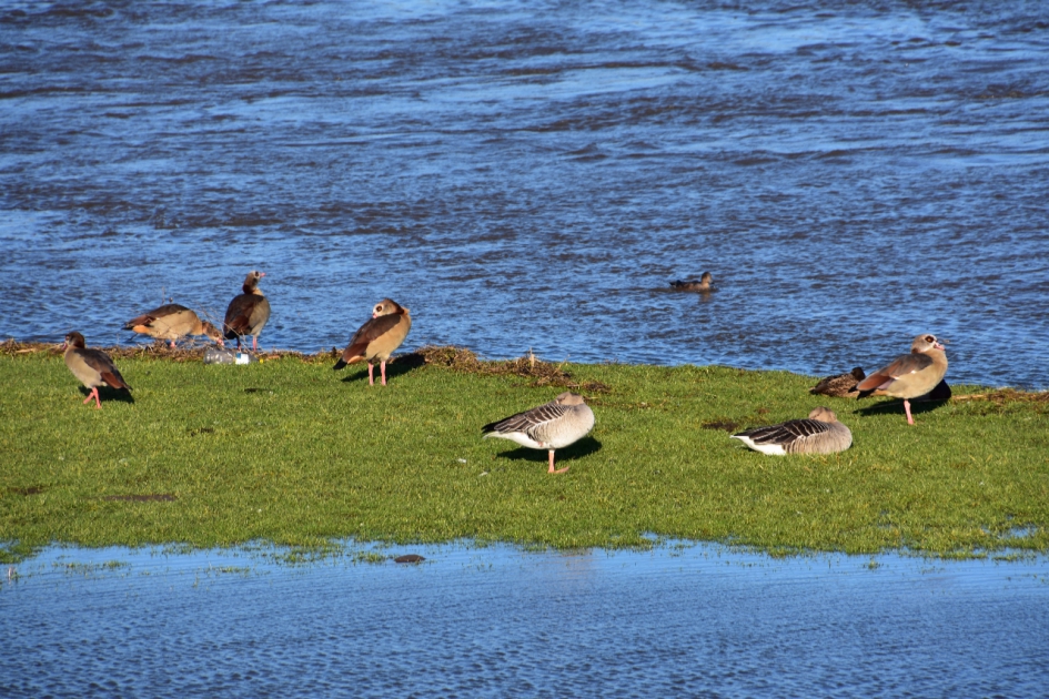 Langs de Nederrijn - Vogels - 