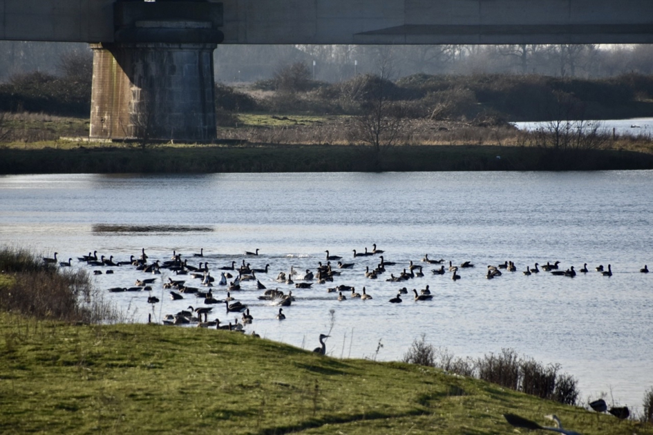 Langs de Veerweg - Vogels - 