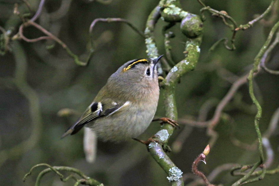 Leuk tuinbezoek - Vogels - 