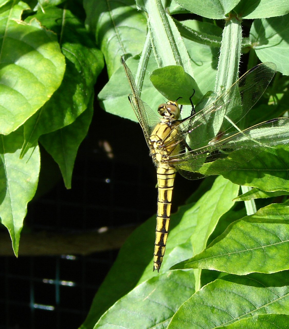 Libelle - Geleedpotigen - Libelle