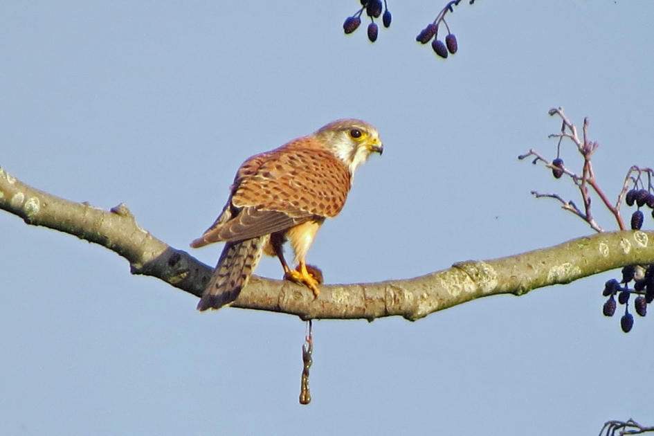 Lunchtijd - Vogels - Torenvalk