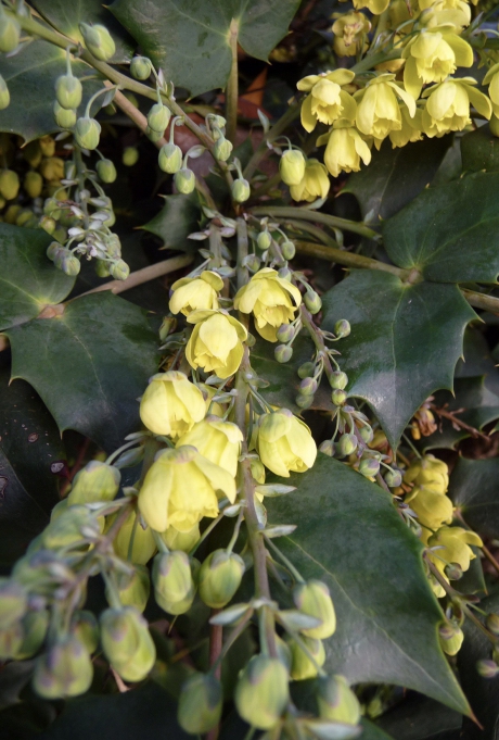 Mahonia