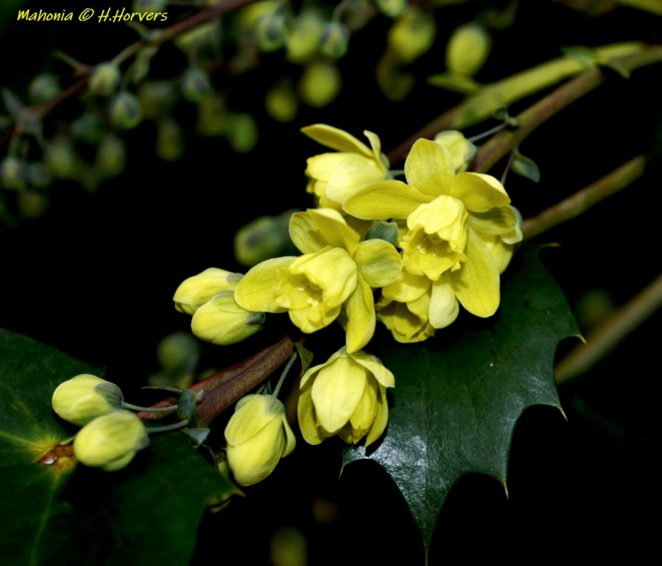 Mahonia - Planten - Mahonia