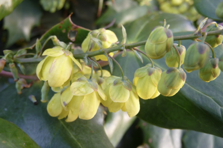 Mahonia - Planten - 