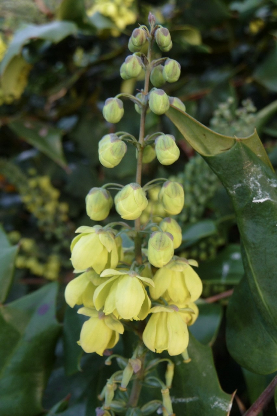 Mahonia - Planten - 