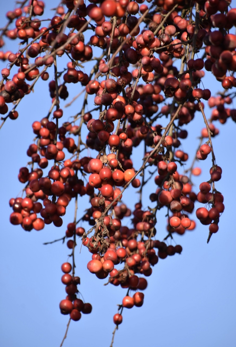 Malusappeltjes - Planten - 