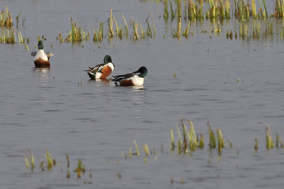 mannen onder elkaar - Vogels - slobeend