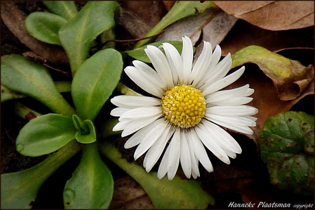 Meizoentje zoent bijna het hele jaar door.