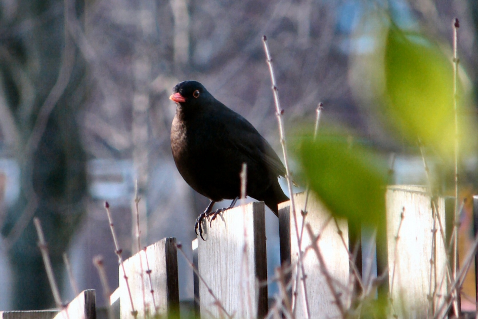 Merel - Vogels - Merel mannetje