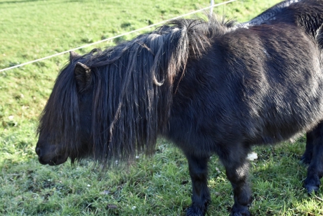 Met hun dikke lange haren...