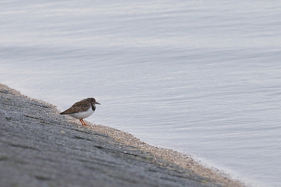 mijmeren aan het wad - Vogels - steenloper