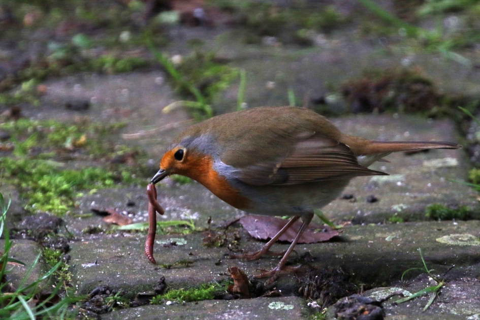Mmm, heerlijke lunch. - Vogels - Roodborst