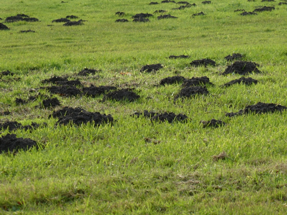 Molshopen - Weer en landschap - 