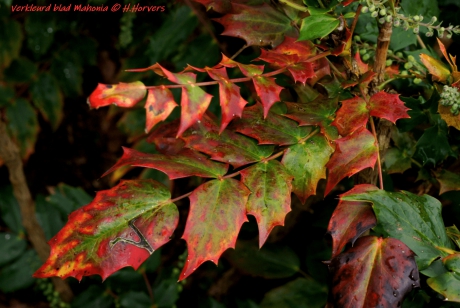 Mooi verkleurt Mahonia blad