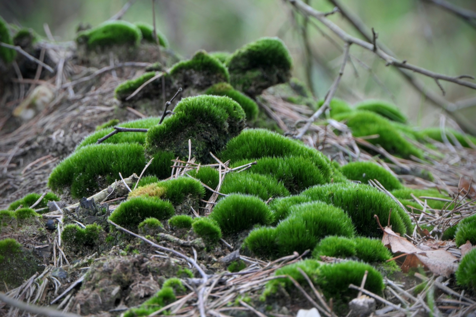 "Moslandschap" - Planten - Mos