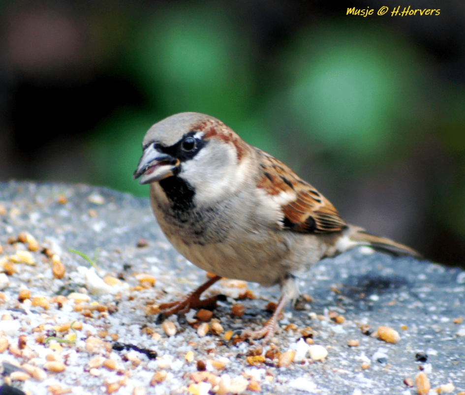 Musje - Vogels - Musje