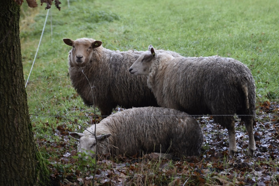 Schapen op een mistige dag - Zoogdieren - 