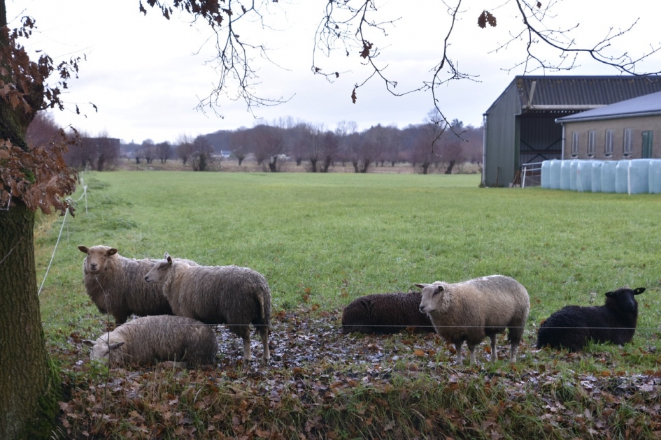 Ook voor schapen saai weer - Zoogdieren - 