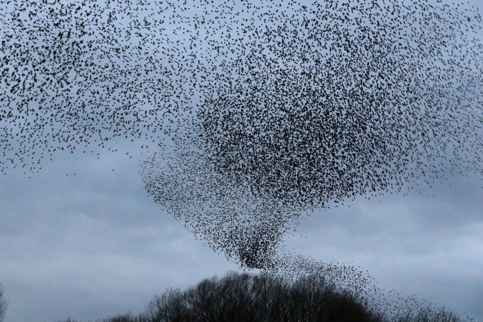 Naar bed, naar bed... - Vogels - Spreeuwen