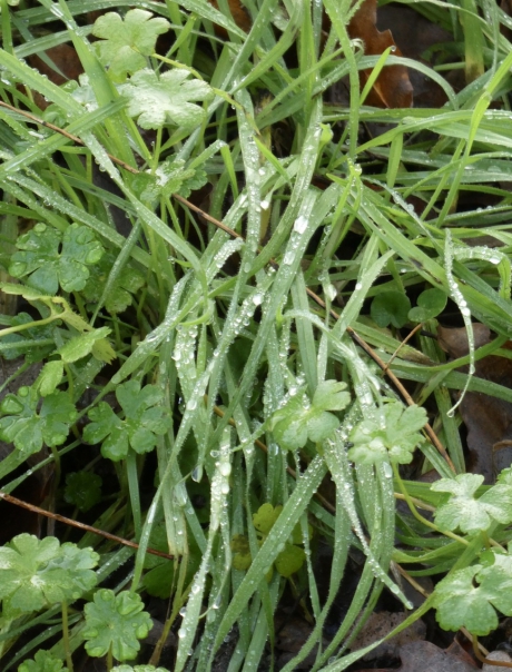 Nat gras