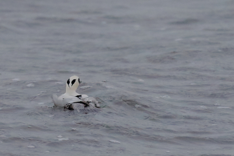 nonnentje -m- - Vogels - nonnetje