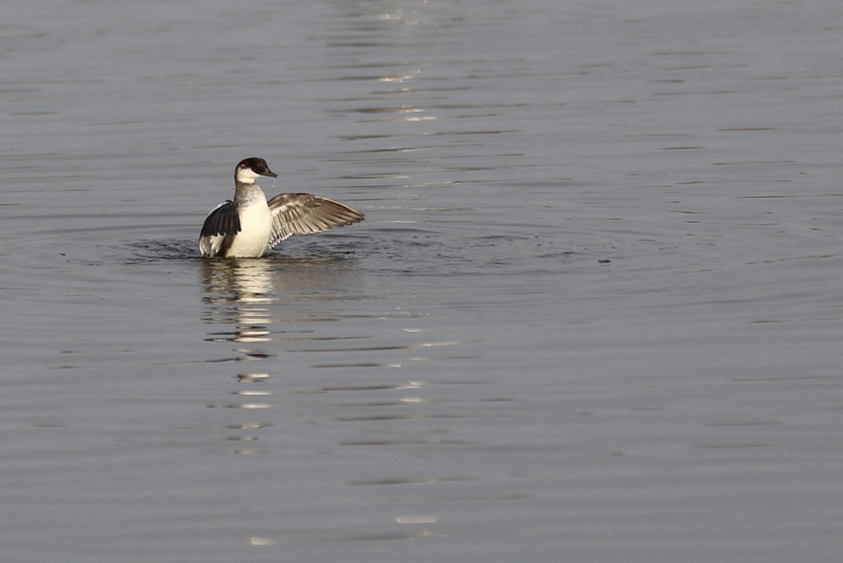 nonnetje -v- - Vogels - nonnetje