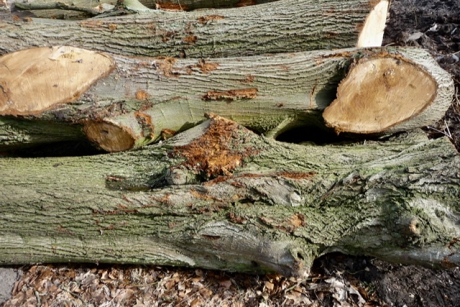 Omgezaagde bomen