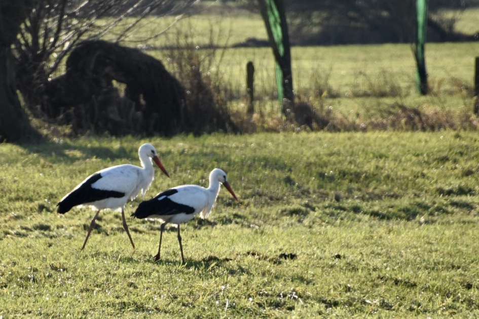 Ooievaars paartje - Vogels - 