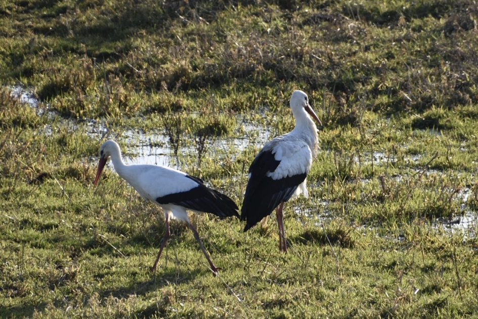 Ooievaars in de uiterwaarden - Vogels - 
